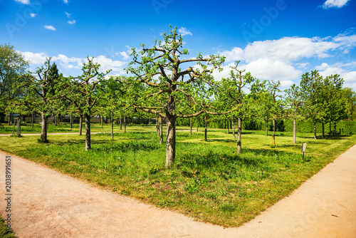 Young apple orchard with shaped fruit trees and gravel paths in the Baroque garden of Milotice Castle, South Moravia, Czech Republic.