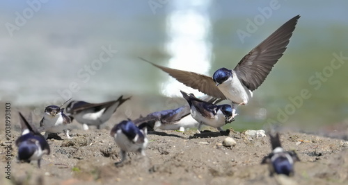 Obraz na plátně House martin close up, Delichon urbicum, birds of Montenegro