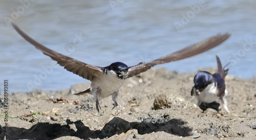Quadro em tela House martin close up, Delichon urbicum, birds of Montenegro