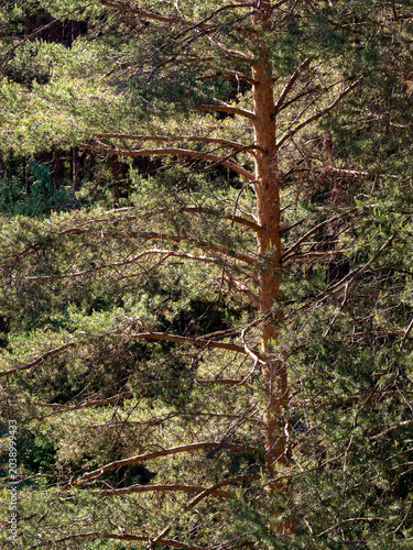 A tall pine tree with powerful strong branches grows in a pine forest. Top view. Sunny forest background. Vertical photo.