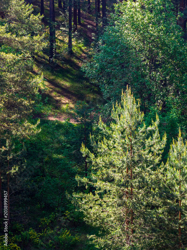 Top view of coniferous and deciduous trees growing in the forest. Sunny spring forest background. Vertical photo.
