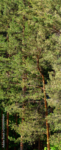 Vertical panorama with tall pine trees. The trunk of one pine tree is bent. Top view. Sunny forest background.