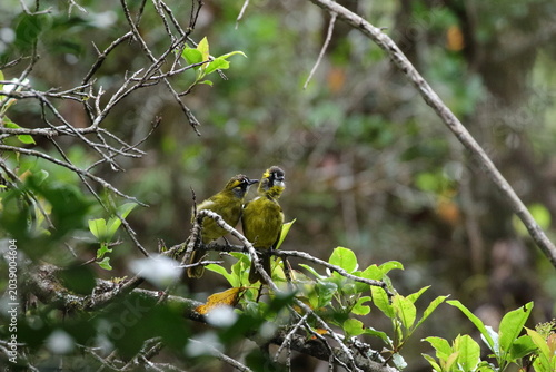Photos A delightful moment unfolds in the forest canopy as a pair of Yellow-eared Bulbuls interact among the branches