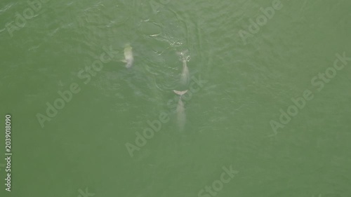 Irrawaddy Dolphins Mekong