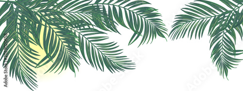 Foto green branches of openwork palm leaves and moon on a transparent background