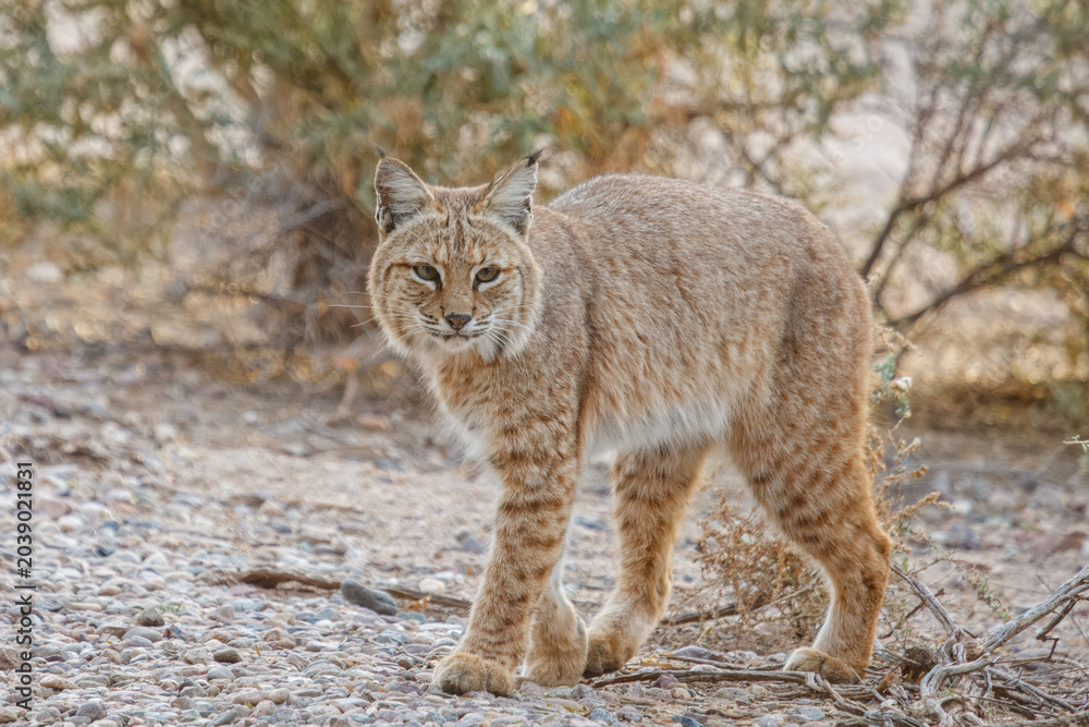 Fototapeta premium Bobcat crosses the pedestrian train at a popular hiking spot in Southern Arizona.