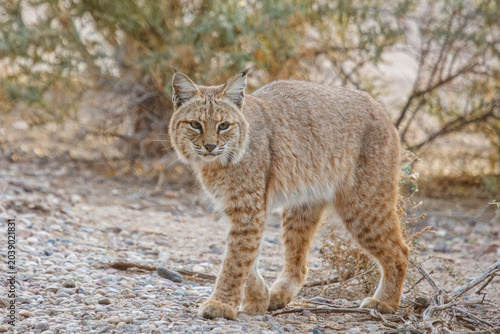 Canvas Print Bobcat crosses the pedestrian train at a popular hiking spot in Southern Arizona