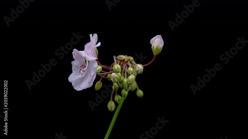 Beautiful pink flower blooming on black background. Blooming geranium flower close-up