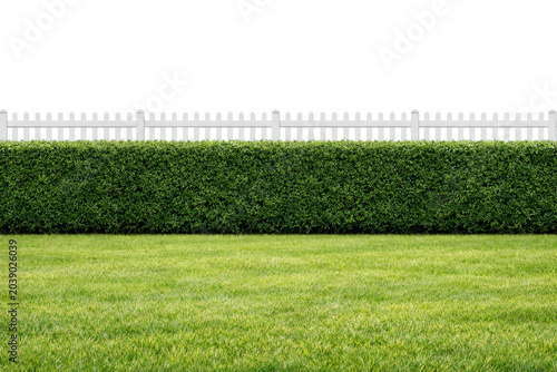Green lawn and neatly trimmed hedge, classic white picket fence, garden boundary isolated PNG with Transparent Background