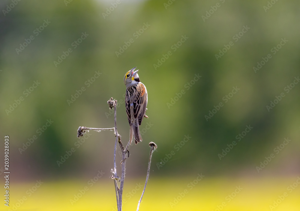 Fototapeta premium dickcissel on stem singing