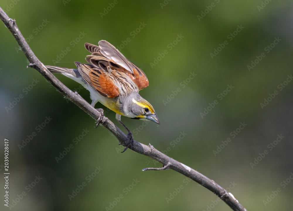 Fototapeta premium dickcissel on stem