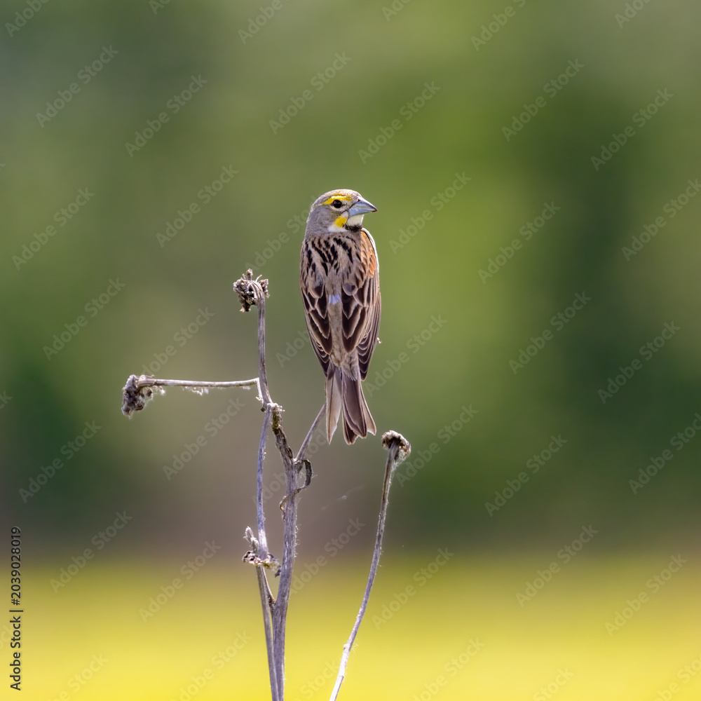 Fototapeta premium dickcissel on stem 