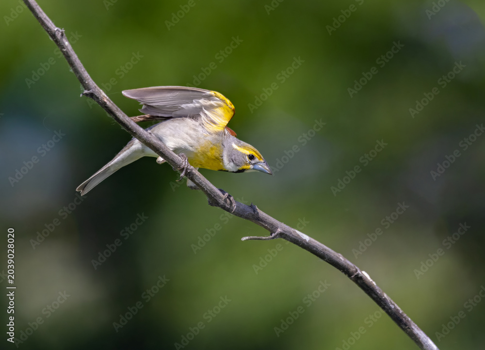 Fototapeta premium dickcissel on stem