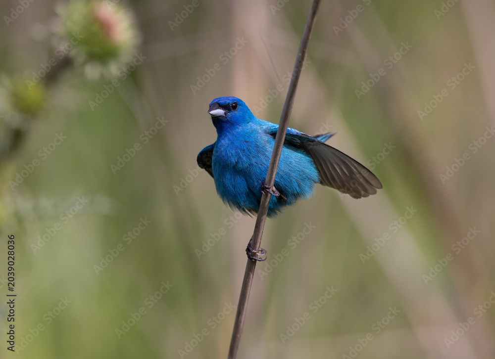 Fototapeta premium indigo bunting