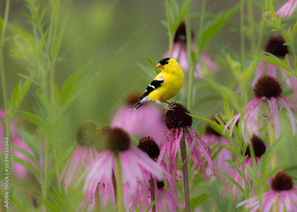 Fototapeta premium goldfinch on purple coneflower