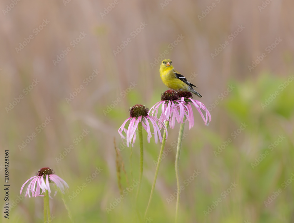 Fototapeta premium goldfinch on purple coneflower