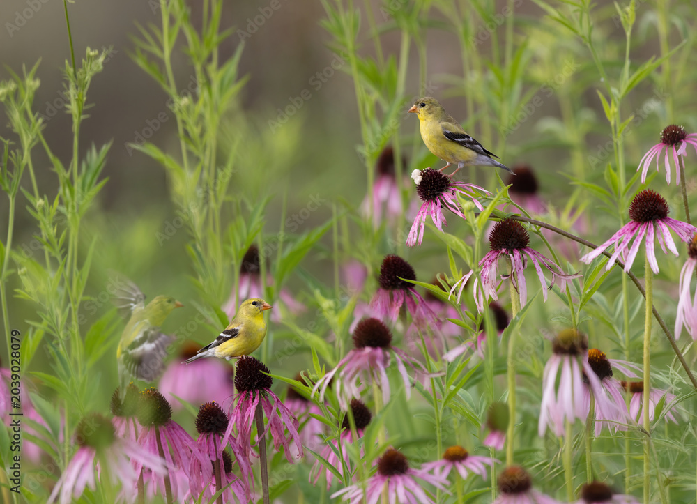 Fototapeta premium goldfinches on purple coneflowers