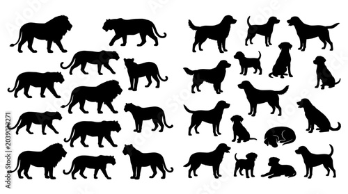 Photography Big Cat and Domestic Cat Silhouette Collection with Feline Poses Walking Sitting