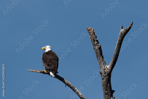 Adult Bald Eagle panting from the heat