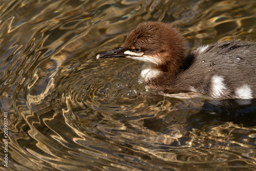 Baby common merganser duck with dramatic reflections and ripples