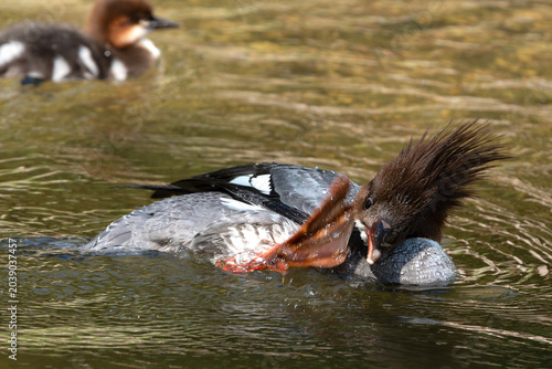 Merganser mother in mid-scratch with her webbed foot and baby in background