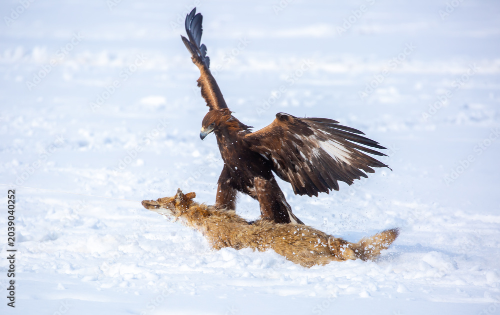 Fototapeta premium A large eagle caught a fox against a backdrop of snow. A bird of prey hunts its prey. A golden eagle sits in the snow, clinging to its prey. Falconry. A national tradition of Asia. Berkutchi,