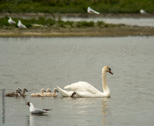 Famille de cygnes sauvages sur un étang de Marquenterre au Crotoy, Somme, France