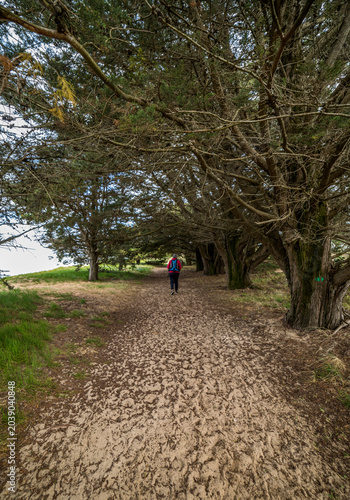 Chemin bucolique sur le rivage de l'île d'Oléron au Château-d'Oléron, Charente-Maritime, France