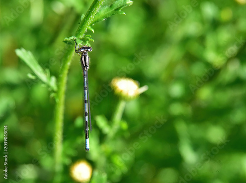 damselfly resting on a stem
