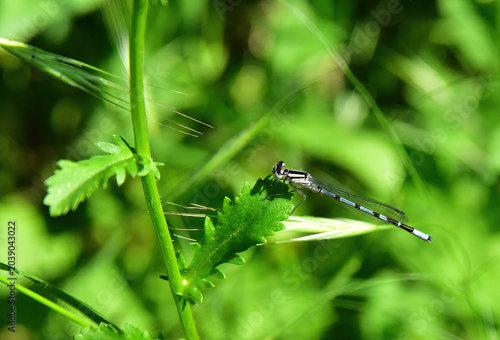damselfly resting on a stem
