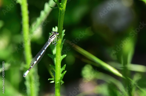 damselfly resting on a stem
