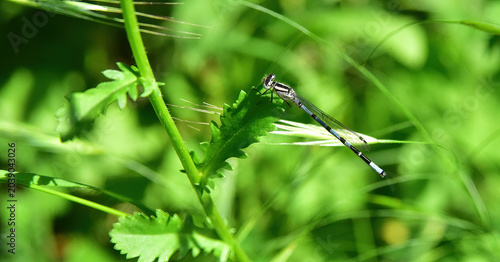 damselfly resting on a stem
