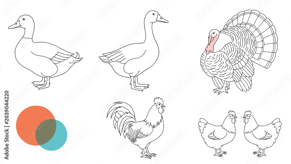 Obraz premium Set of realistic line drawings featuring various farm birds like ducks and turkeys shown in clean black and white outlines.