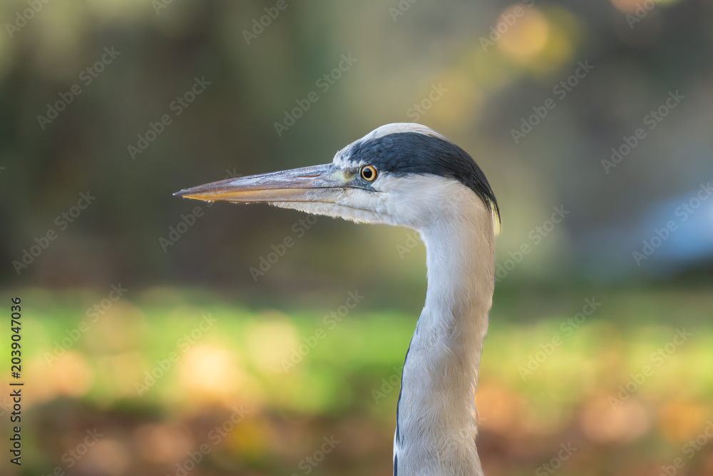 Fototapeta premium Grey heron (Ardea cinerea) close-up portrait in autumn light, St James's Park, London, England, UK