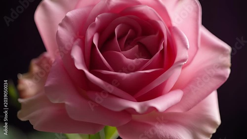 Close up of a beautiful pink rose blooming against a dark background.