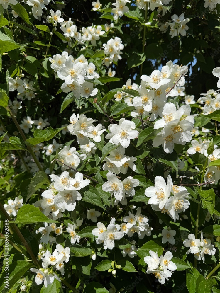 Foto Pfeifenstrauch