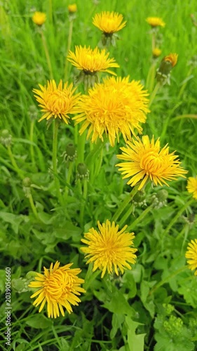 Yellow Dandelion Flowers in Green Grass — Spring Botanical Background for Films