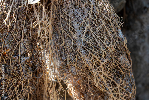 Vászonkép Extreme close-up of a dense, chaotic network of fine, dried plant roots or decayed organic matter, tightly interwoven with crumbly dark soil