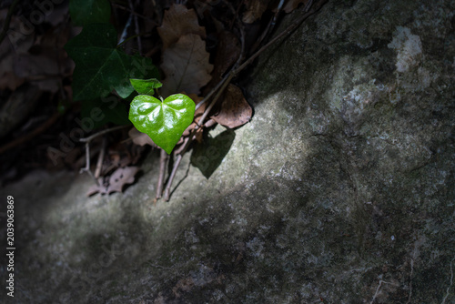 Konstfotografi A close-up botanical study showing new spring growth clinging to a shaded boulder