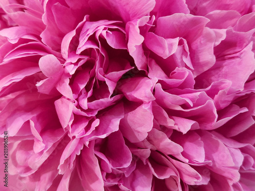 Pink peony flower. Background of pink peony petals