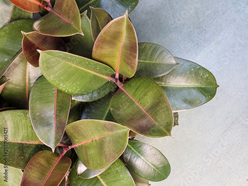 Ficus Abidjan. Ficus abidjan leaves. Plant background