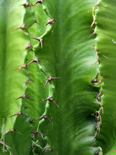 Cactus stem with needles. Green plant background