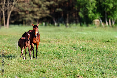 Mother horse and foal standing together in a lush green meadow on a sunny day