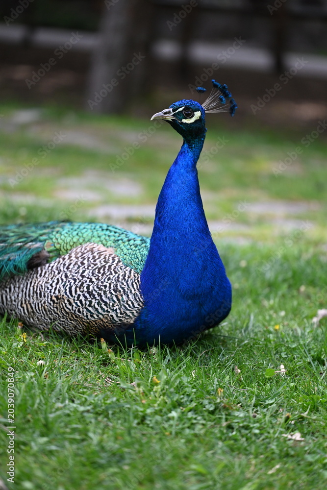 Fototapeta premium Close up portrait of an Indian peacock resting on green grass in a park. Vibrant blue and green plumage, elegant crest feathers, and natural outdoor setting with soft background blur.