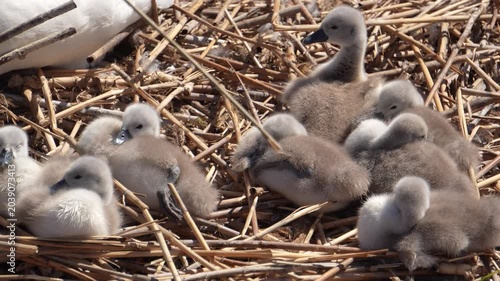 A cinematic close-up shot of fluffy grey baby cygnets moving gently while sleeping inside their reed nest.