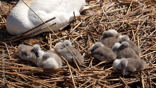 Bilde på lerret A close-up high-angle view of fuzzy grey cygnets resting together inside a rustic reed nest on a sunny day