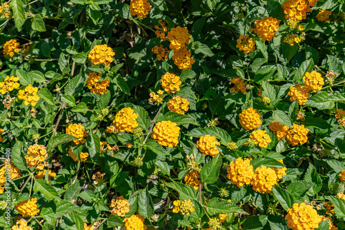 Lantana depressa, It is a shrub and grows primarily in the subtropical biome.  Las Vegas Boulevard,  Clark County, Nevada. Basin and Range Province, Mojave Desert.  shrub verbenas or lantanas.