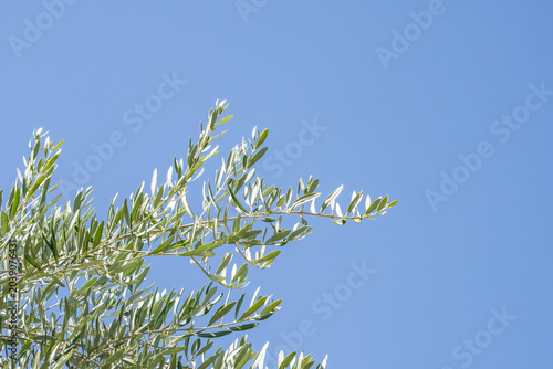 Schilderij op canvas The olive (Olea europaea, European olive) is a species of subtropical evergreen tree in the family Oleaceae
