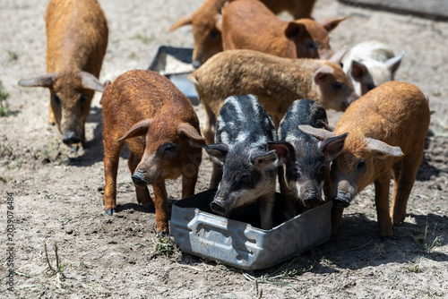 Konstfotografi A group of young piglets with brown and striped black coats eat food from a make