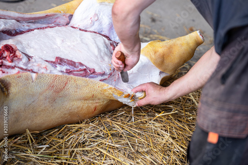 Photos A close-up shot of a butcher using a hand-held knife to slice through the skin a